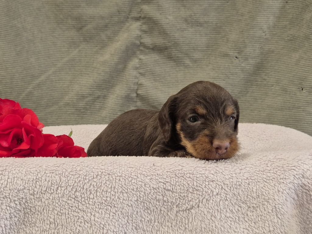 Des Champs De Beyssac - Chiots disponibles - Teckel poil dur