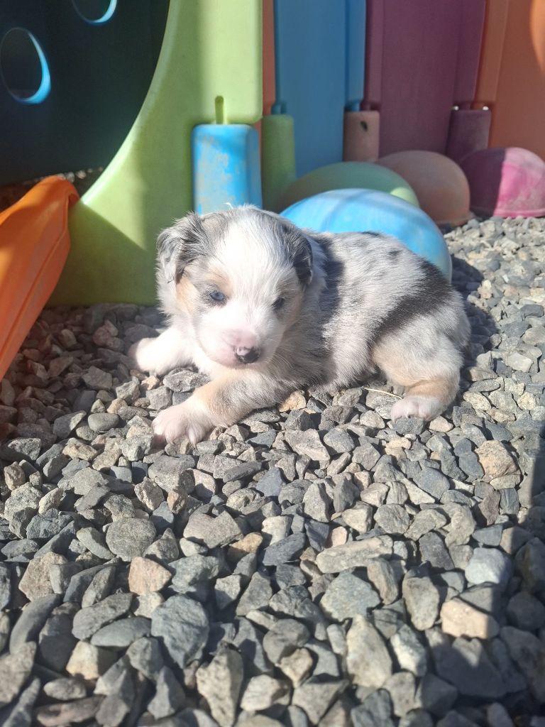Des Champs De Beyssac - Chiots disponibles - Berger Américain Miniature 