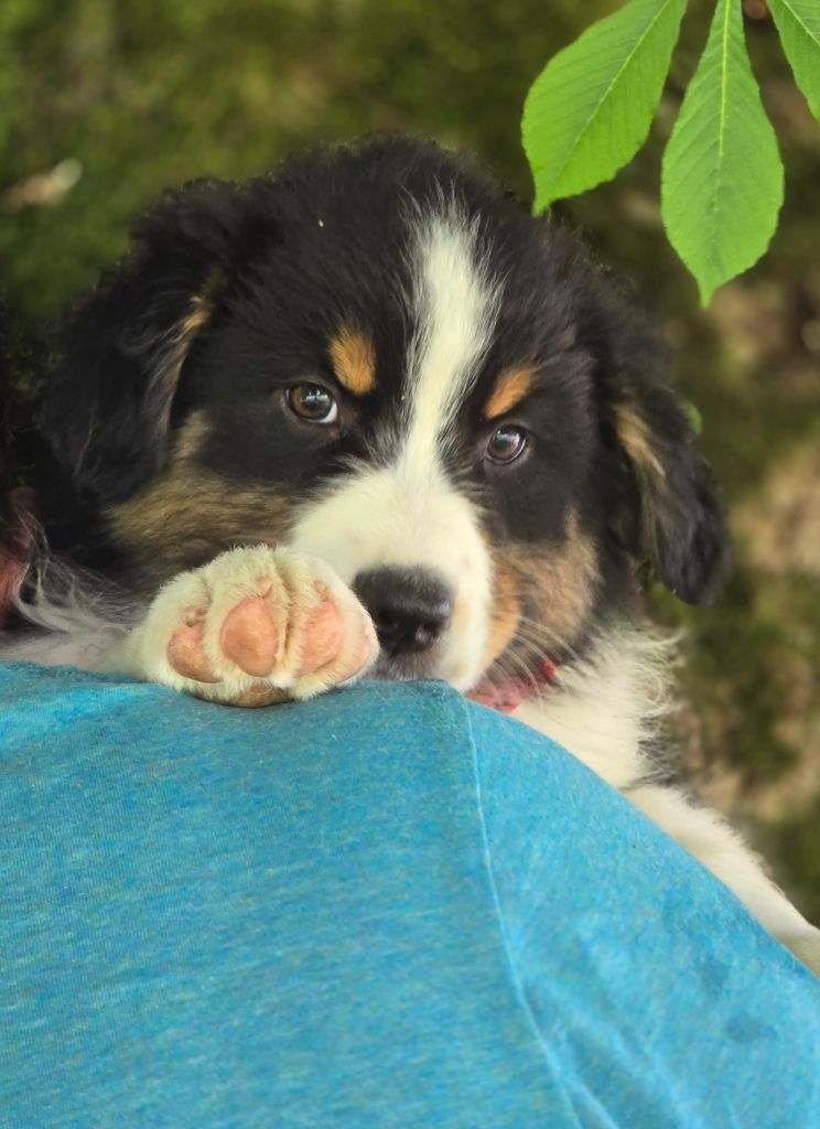 Des Champs De Beyssac - Chiots disponibles - Berger Australien