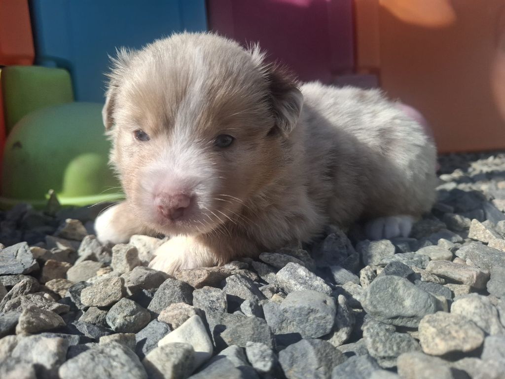 Des Champs De Beyssac - Chiots disponibles - Berger Américain Miniature 
