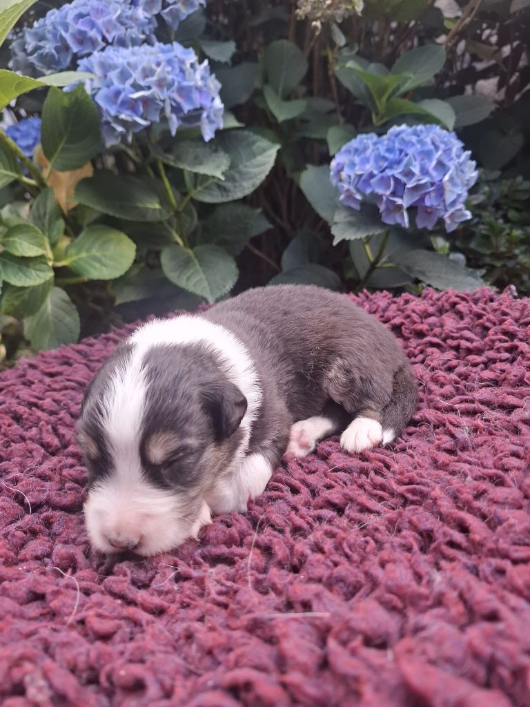 Des Champs De Beyssac - Chiots disponibles - Berger Australien