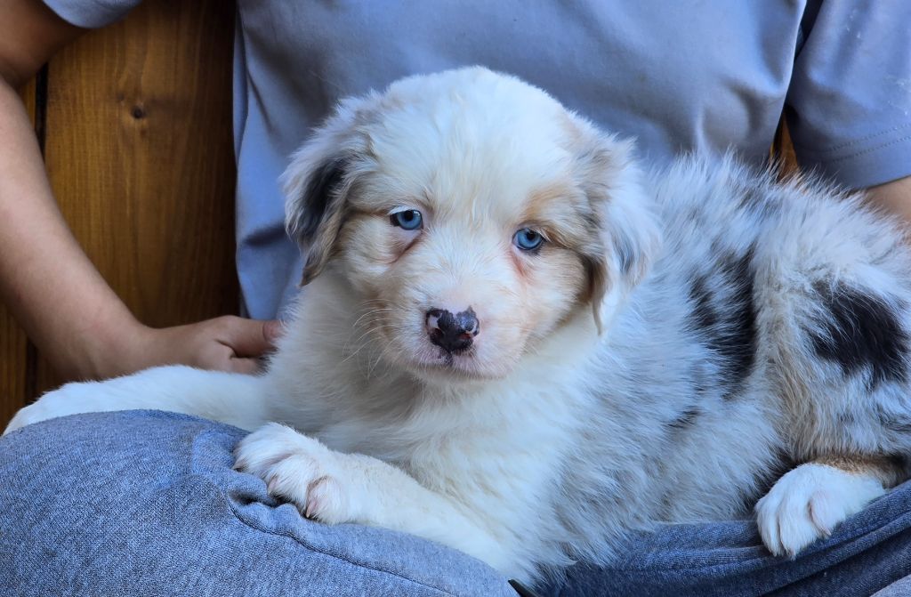 Des Champs De Beyssac - Chiots disponibles - Berger Australien