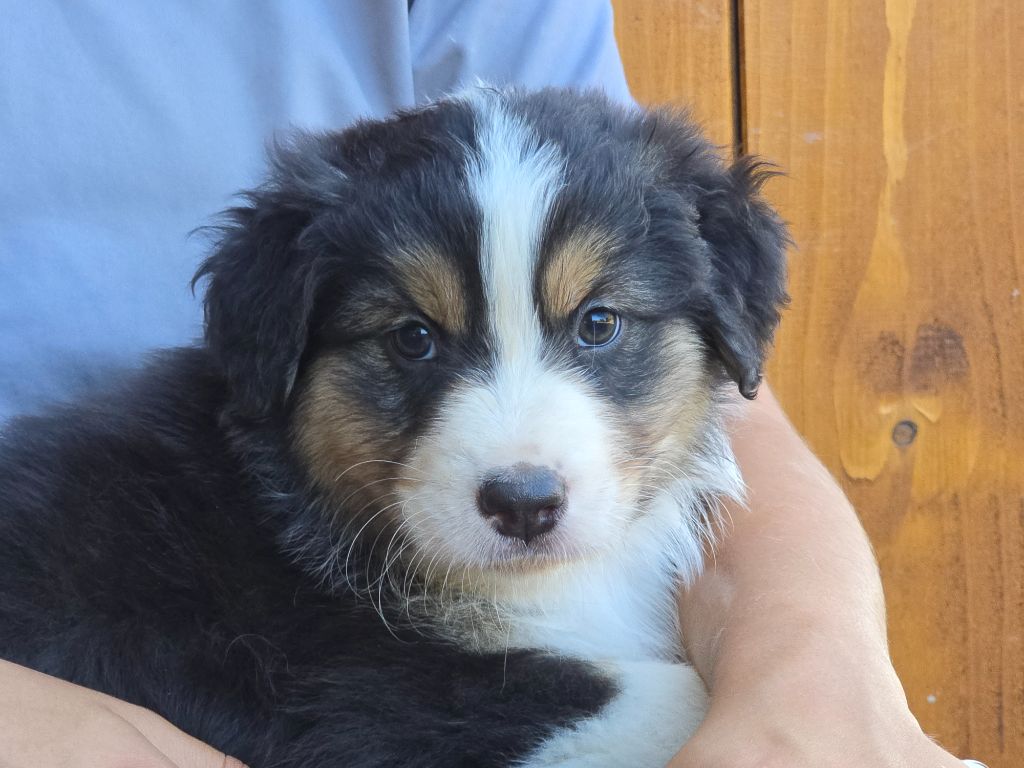 Des Champs De Beyssac - Chiots disponibles - Berger Australien