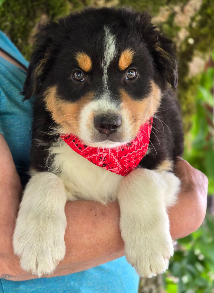 Des Champs De Beyssac - Chiots disponibles - Berger Australien