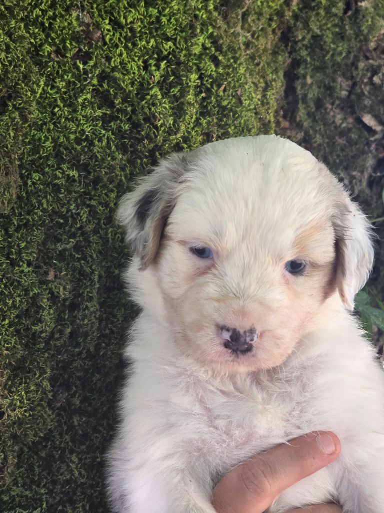 Des Champs De Beyssac - Chiots disponibles - Berger Australien