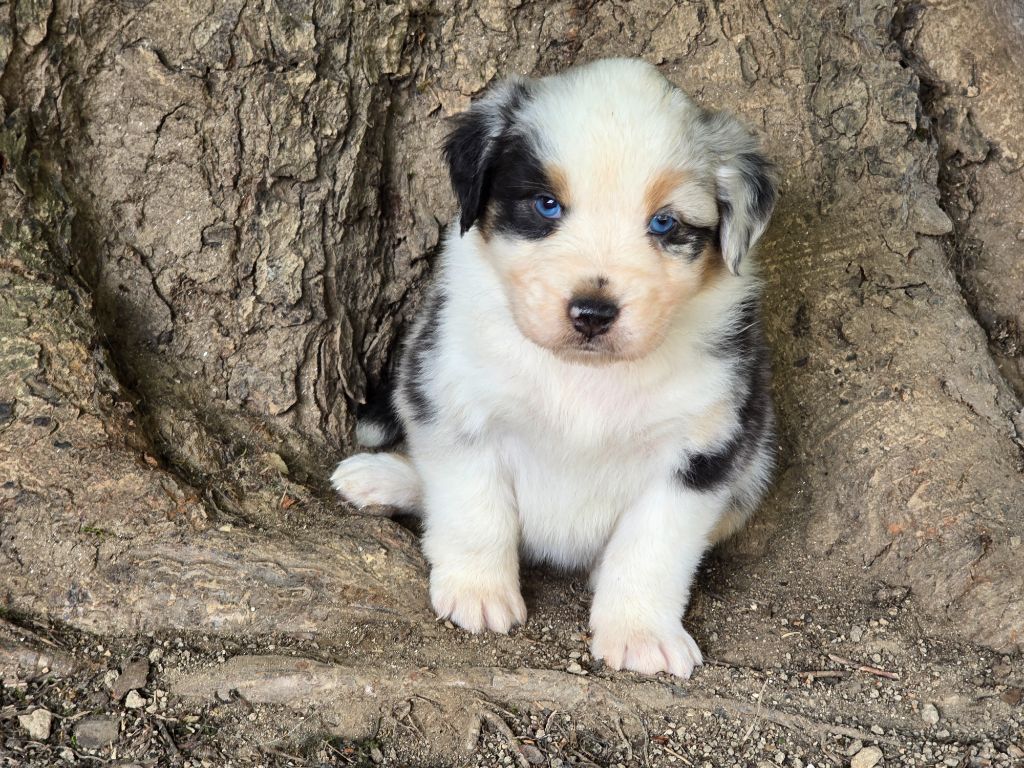 Des Champs De Beyssac - Chiots disponibles - Berger Australien