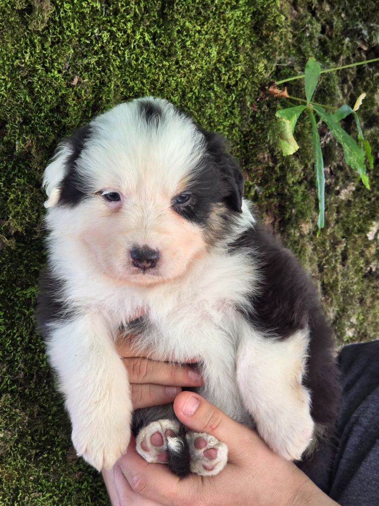 Des Champs De Beyssac - Chiots disponibles - Berger Australien