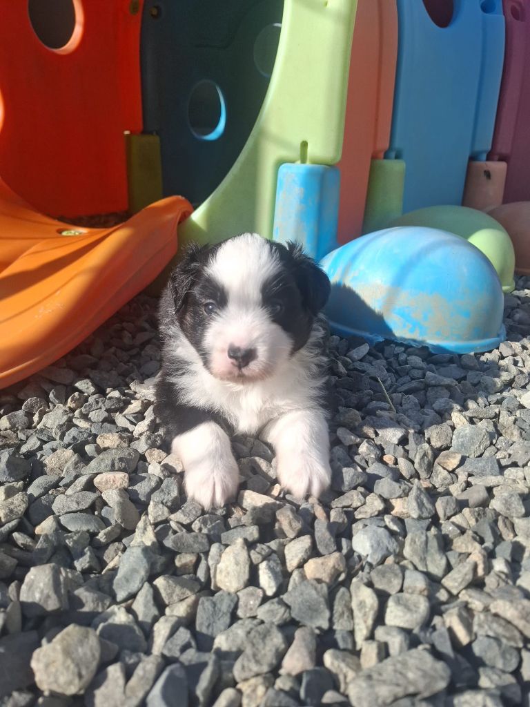 Des Champs De Beyssac - Chiots disponibles - Berger Américain Miniature 