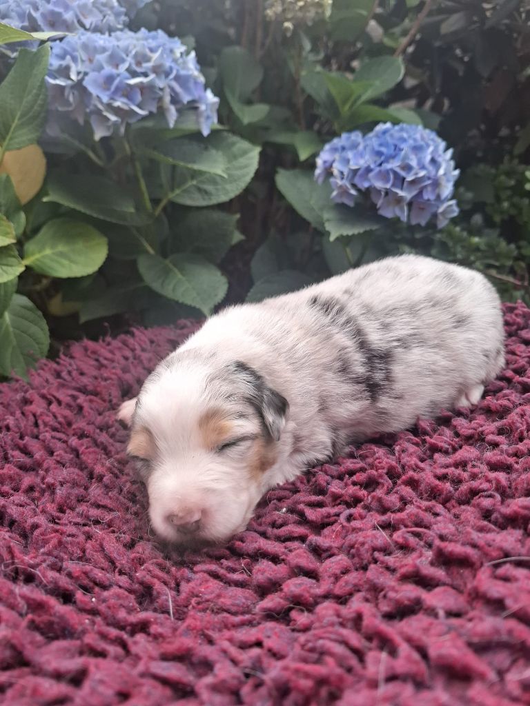 Des Champs De Beyssac - Chiots disponibles - Berger Australien
