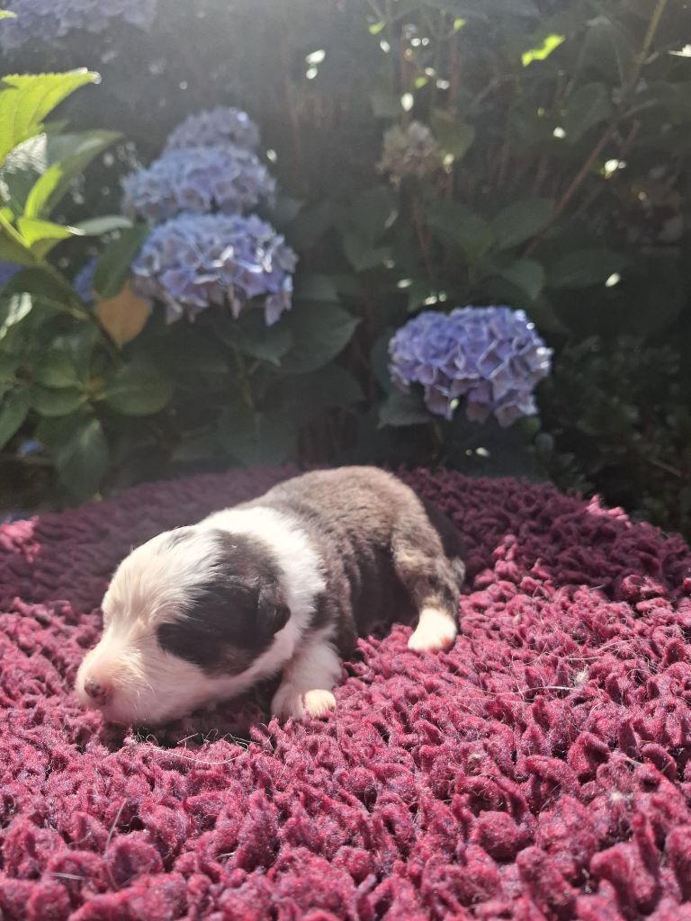 Des Champs De Beyssac - Chiots disponibles - Berger Australien
