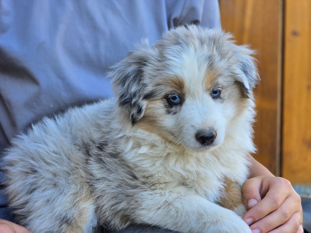 Des Champs De Beyssac - Chiots disponibles - Berger Américain Miniature 