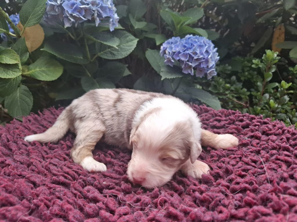 Des Champs De Beyssac - Chiots disponibles - Berger Australien