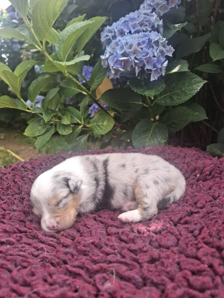 Des Champs De Beyssac - Chiots disponibles - Berger Australien