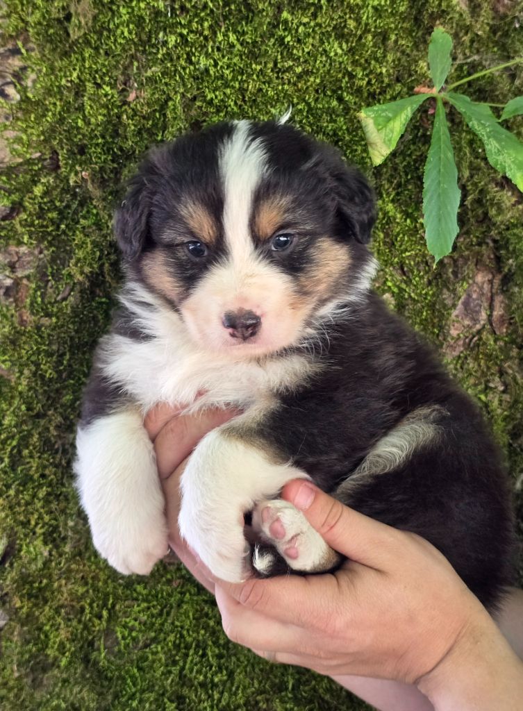 Des Champs De Beyssac - Chiots disponibles - Berger Australien