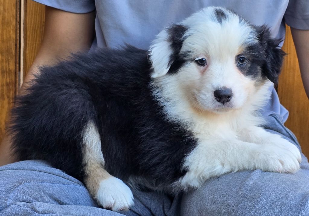 Des Champs De Beyssac - Chiots disponibles - Berger Australien
