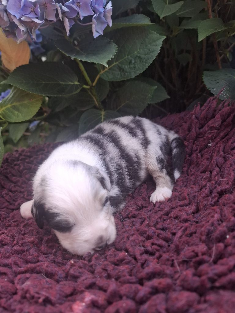 Des Champs De Beyssac - Chiots disponibles - Berger Australien