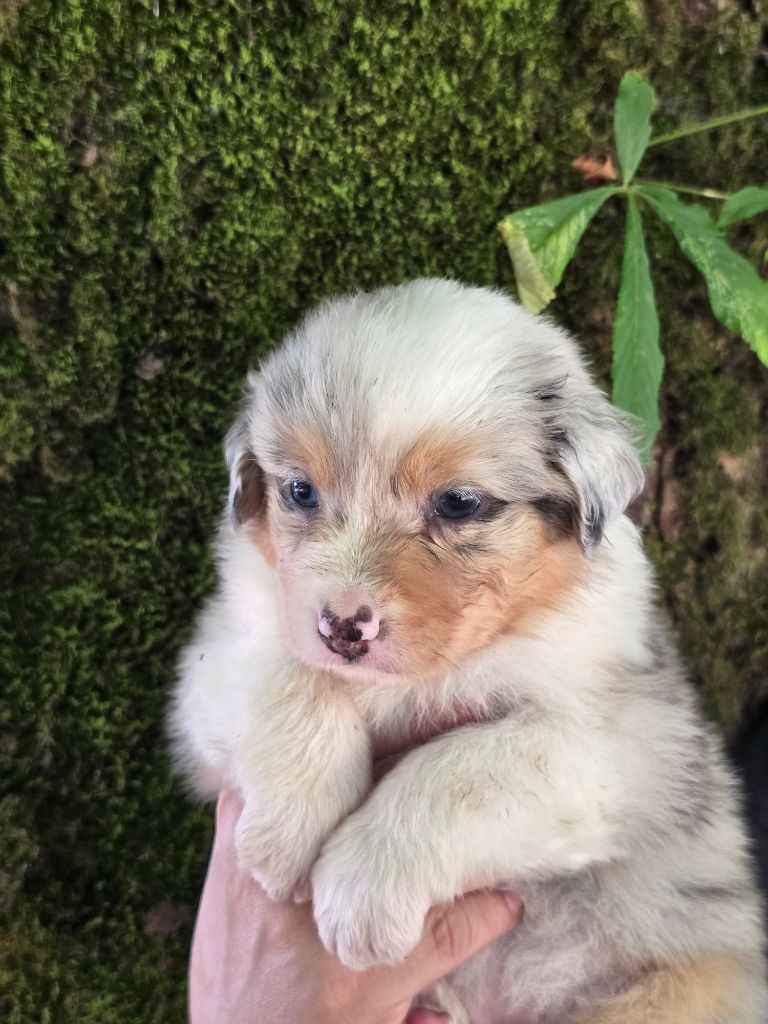 Des Champs De Beyssac - Chiots disponibles - Berger Australien