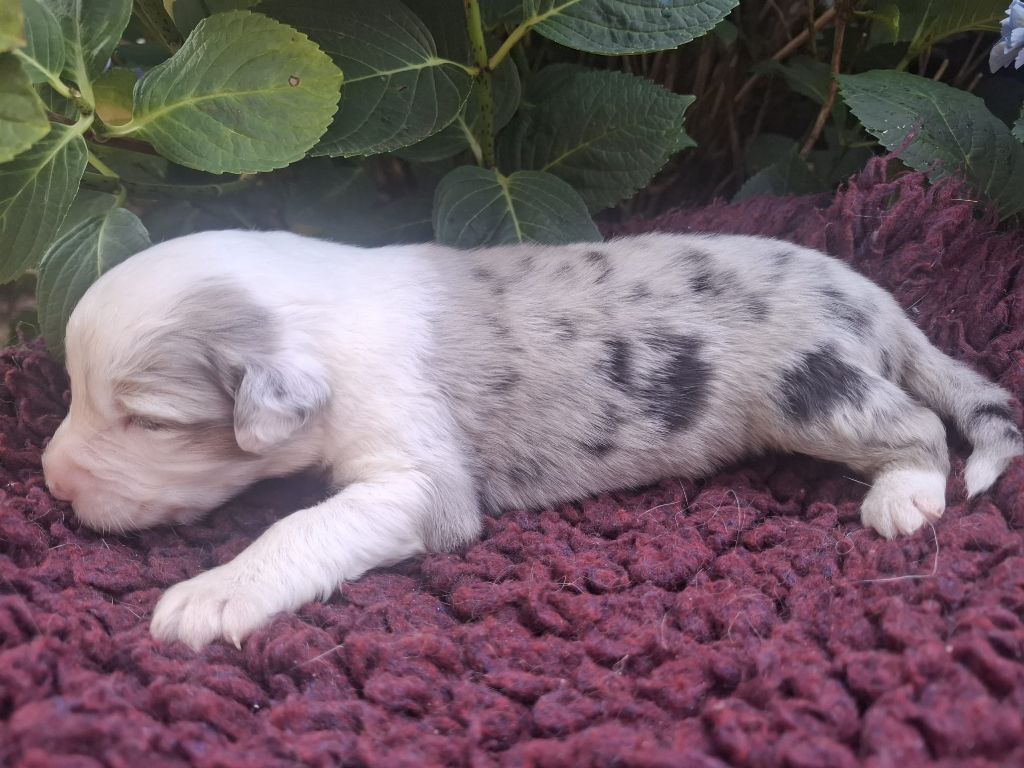 Des Champs De Beyssac - Chiots disponibles - Berger Australien
