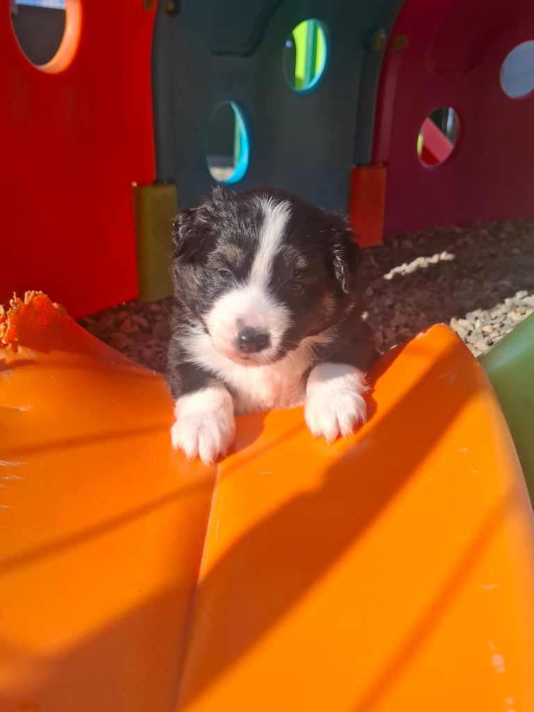 Des Champs De Beyssac - Chiots disponibles - Berger Américain Miniature 