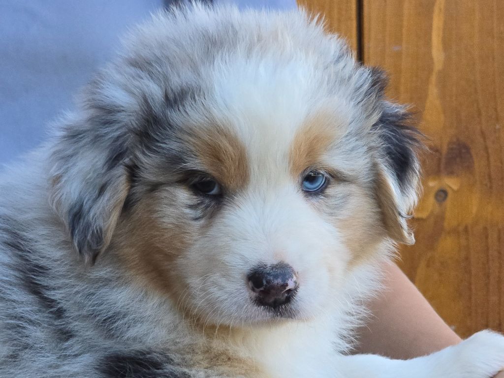 Des Champs De Beyssac - Chiots disponibles - Berger Australien