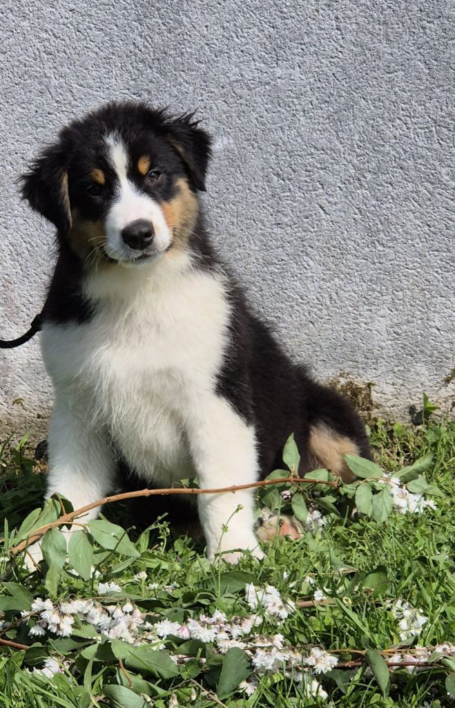 Des Champs De Beyssac - Chiots disponibles - Berger Australien