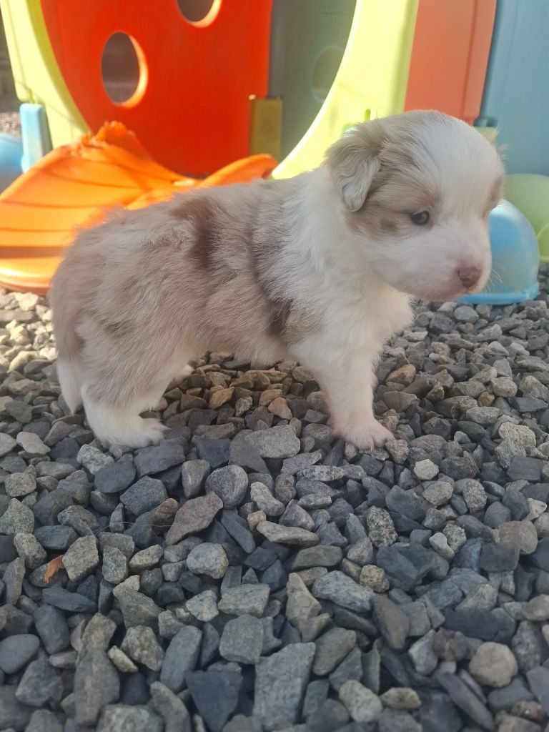 Des Champs De Beyssac - Chiots disponibles - Berger Américain Miniature 