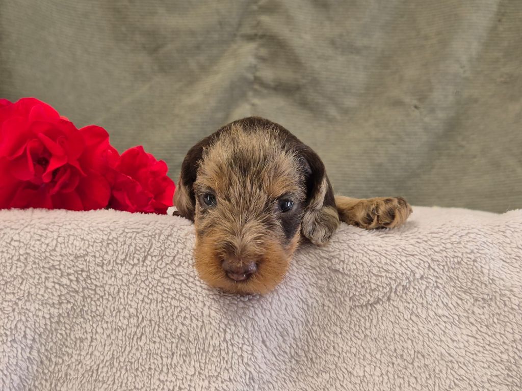 Des Champs De Beyssac - Chiots disponibles - Teckel poil dur